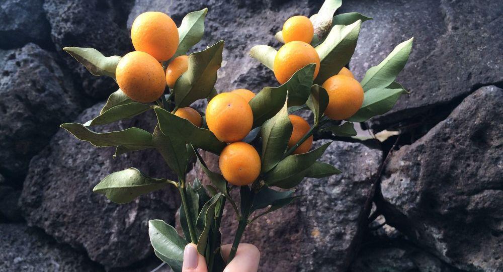 نارنگی تزیینی؛ رشدسرطان را کند می کند