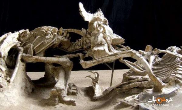 اطلاعاتی جالب درباره 6 فسیل شگفت انگیز از دایناسور ها
