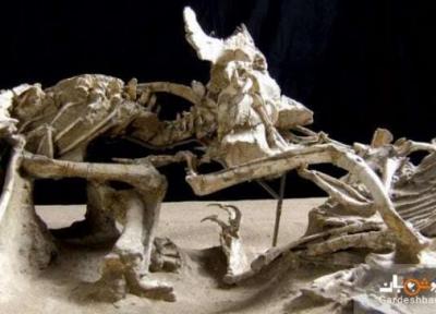 اطلاعاتی جالب درباره 6 فسیل شگفت انگیز از دایناسور ها
