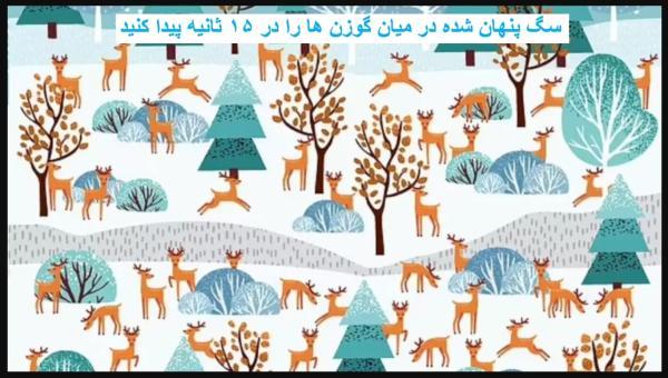 معمای تست تیزبینی: آیا می توانید سگ پنهان شدده در میان گوزن معمای تست تیزبینی: آیا می توانید سگ پنهان شدده در میان گوزن های شمالی را در 15 ثانیه پیدا کنید؟