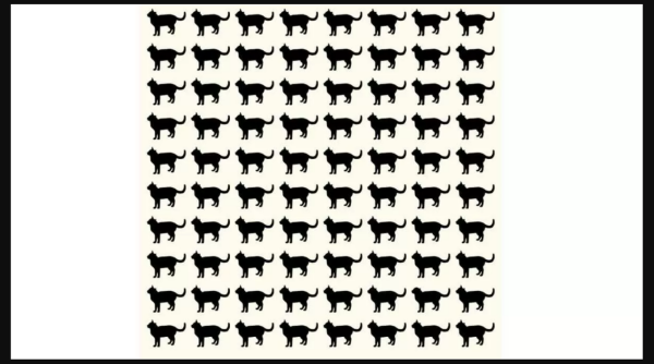 معما و بازی فکری: آیا می توانید در عرض 7 ثانیه گربه متفاوت معما و بازی فکری: آیا می توانید در عرض 7 ثانیه گربه متفاوت در کادر را ببینید؟