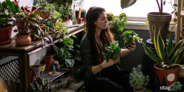 نکاتی برای مراقبت از گیاهان خانگی در سال تازه
