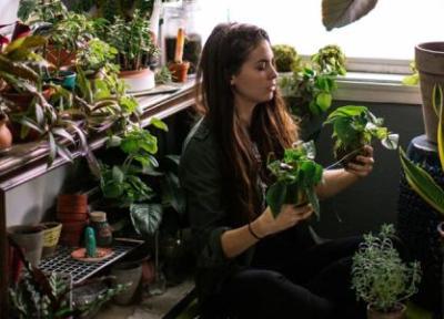 نکاتی برای مراقبت از گیاهان خانگی در سال تازه