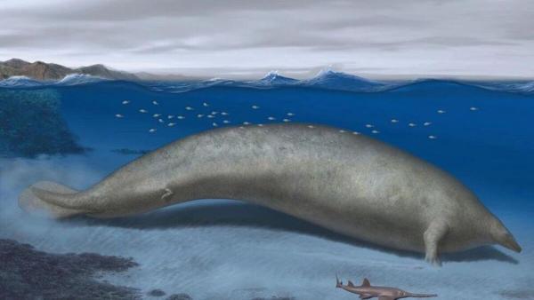 کشف بقایای نهنگ بزرگ باستانی که احتمالا سنگین ترین موجود تاریخ است